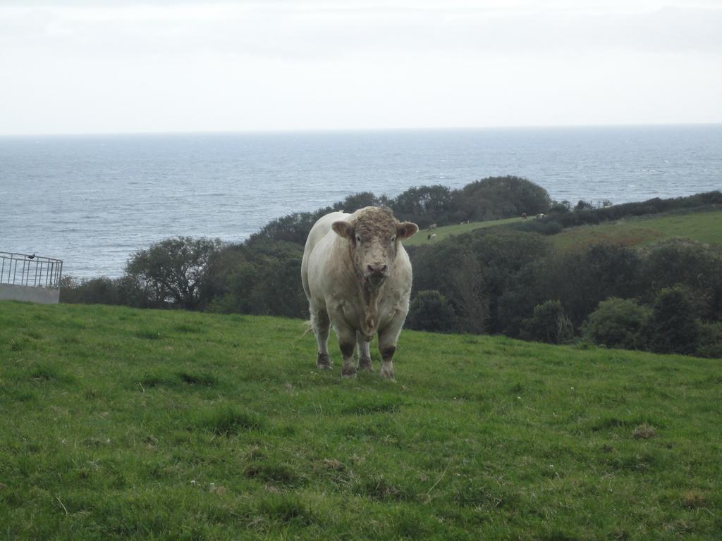 Bay View Cottage St. Austell Eksteriør bilde